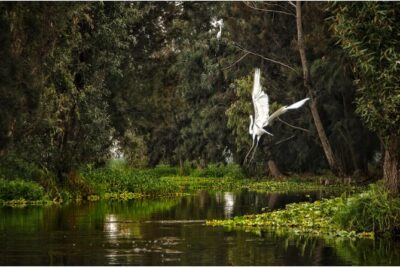 3 Hours of Kayaking at the Ancient Canals of Xochimilco - The paddle itself: calm, guided, and built for smaller canals
