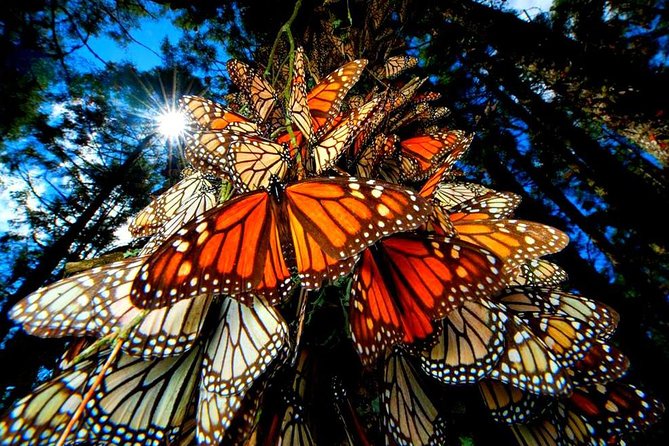 7 Day-Monarch Butterfly Ecofriendly Tour in Mexico - Key things that make this tour work