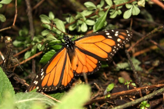 7 Day-Monarch Butterfly Ecofriendly Tour in Mexico - The Anthropology Museum stop in Mexico City (Aztec Sun Stone included)