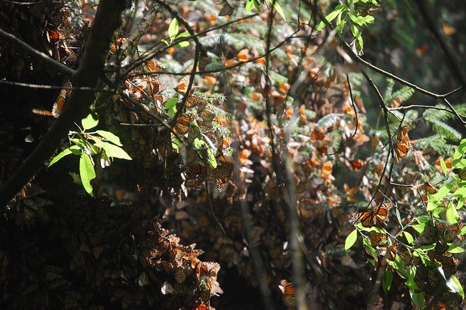 7 Day-Monarch Butterfly Ecofriendly Tour in Mexico - Piedra Herrada Sanctuary: horses, mountains, and a wilder feel