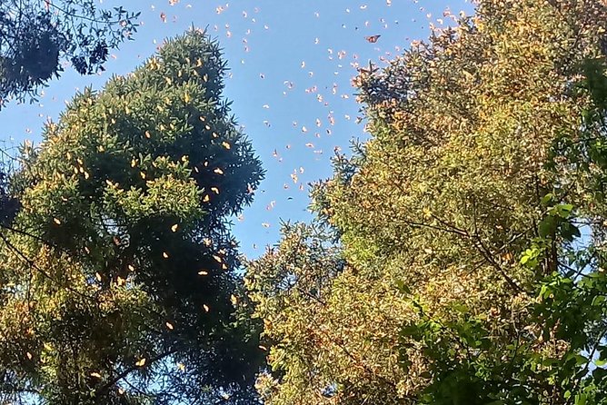 7 Day-Monarch Butterfly Ecofriendly Tour in Mexico - The free day in Valle de Bravo: use it, don’t waste it