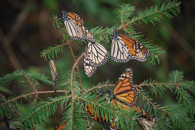 7 Day-Monarch Butterfly Ecofriendly Tour in Mexico - Back to Mexico City: Catedral time plus breathing room