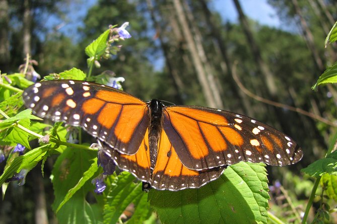 7 Day-Monarch Butterfly Ecofriendly Tour in Mexico - Hotels, guides, and the small-group vibe (max 10)