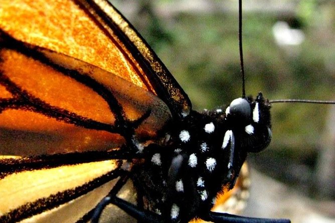 7 Day-Monarch Butterfly Ecofriendly Tour in Mexico - Mexico City to Valle de Bravo: the setting change you’ll feel