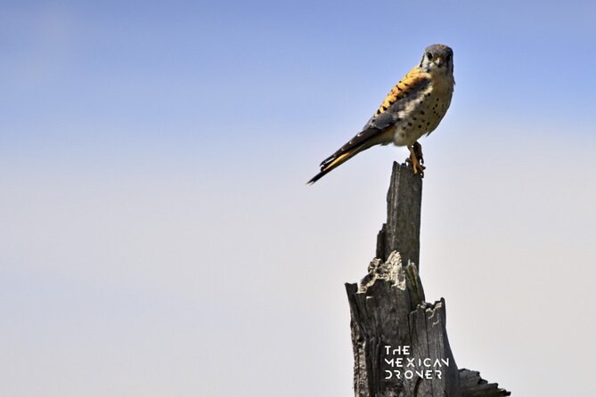 Ajusco Sunrise Hike with Drone photos-highest sunrise in CDMX - Climbing through pine and oak forests (and the tough first 90 minutes)