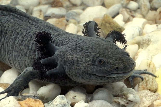 Axolotl Tour from CDMX - From Polanco to Tepotzotlan: the 8:00 am drive you should respect