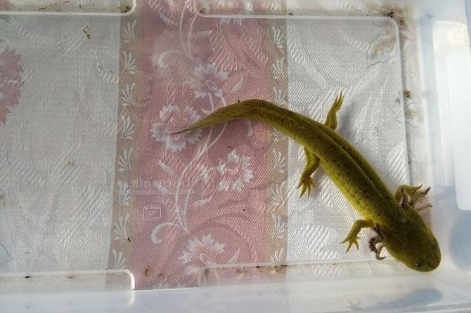 Axolotl Tour from CDMX - The axolotl conservation visit at the farm: Martha, Alonso, and Rosa explain the mission