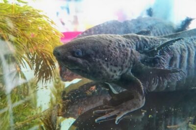 Axolotl Tour from CDMX - When holding isn’t allowed, the experience still works