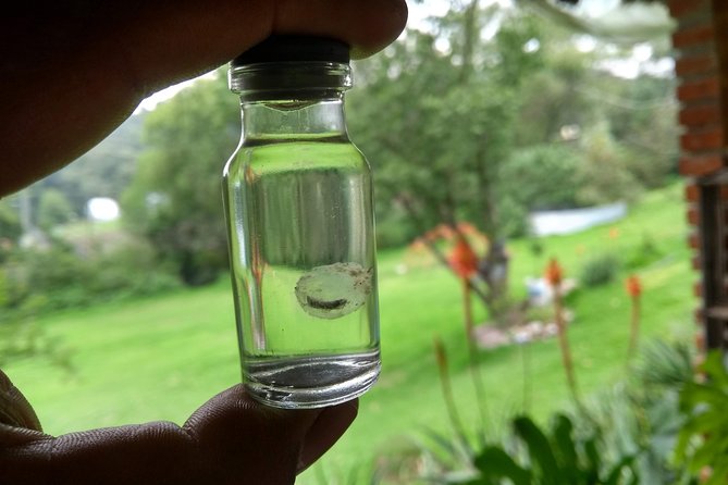 Axolotl Tour from CDMX - Practical tips: how to make the drive feel shorter