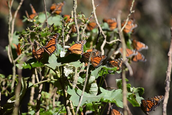 Butterfly Monarch Tour from Mexico City - Key points before you go