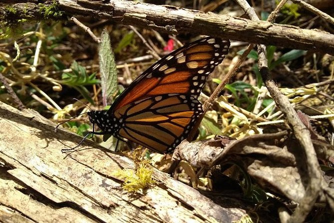 Butterfly Monarch Tour from Mexico City - Sierra Chincua: where the monarch magic happens