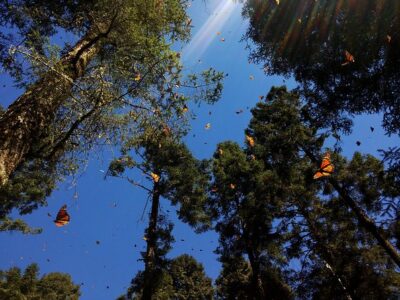 Butterfly Monarch Tour from Mexico City - Pickup and drop-off: Reforma/Polanco vs the meeting point