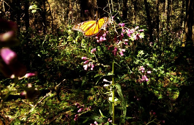 Butterfly Monarch Tour from Mexico City - Who should book, and who should think twice