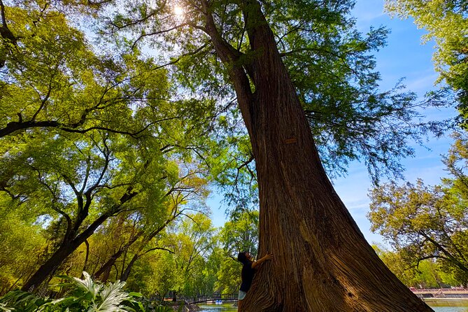 Chapultepec Castle & forest: History, Nature, and Hidden Secrets - Lago Mayor Chapultepec: Porfirio Díaz’s artificial lakes and living wildlife