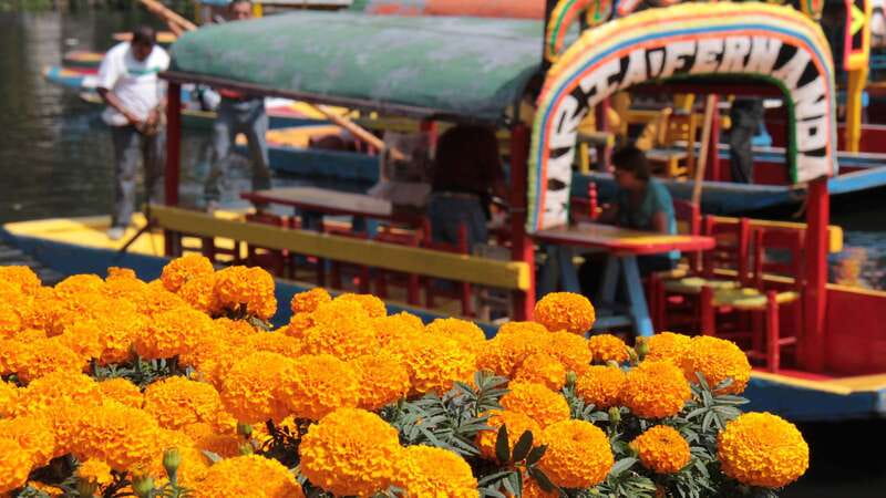 Discover Xochimilco and Coyoacán: Tradition, Music, Culture - Logistics that make or break the day