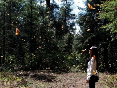 From Mexico City: 7-Day Monarch Butterfly Tour - The Anthropology Museum of Mexico and the road to Valle de Bravo