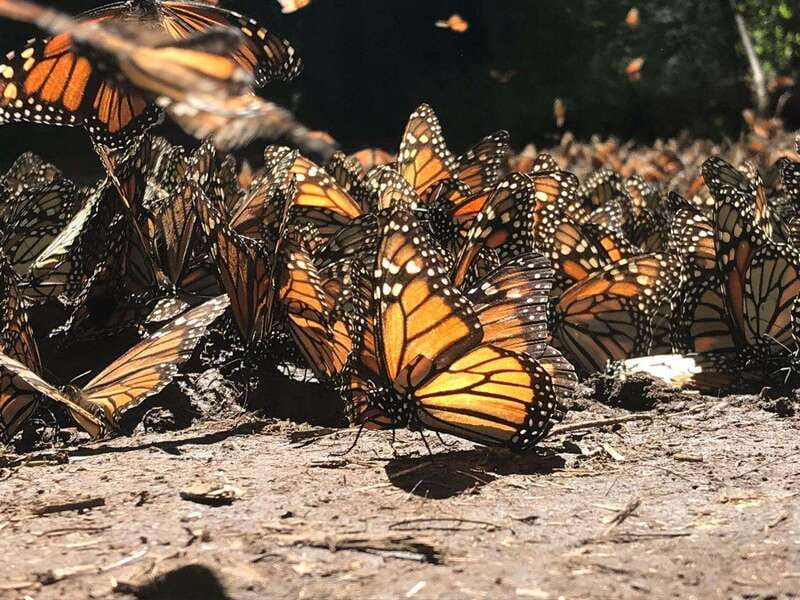 From Mexico City: 7-Day Monarch Butterfly Tour - Capulin Sanctuary and Los Tres Gobernadores: watching the vegetation shift