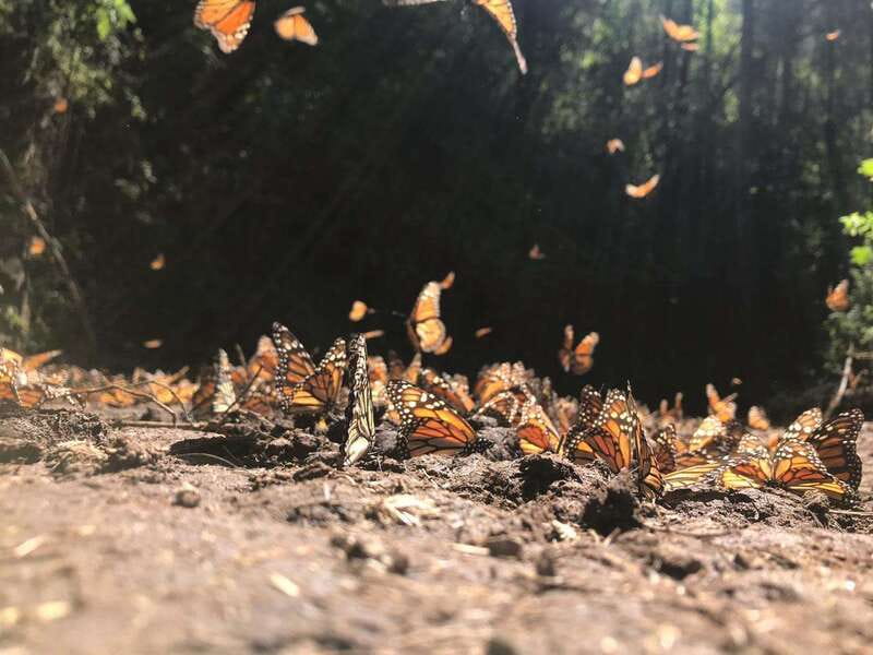 From Mexico City: 7-Day Monarch Butterfly Tour - What I’d pack (and what to clarify about sunscreen)