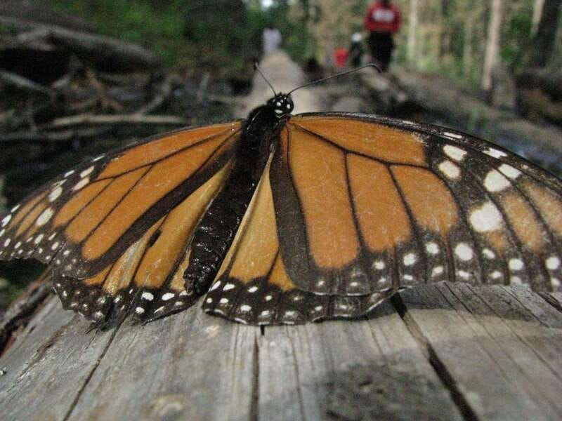 From Mexico City: 7-Day Monarch Butterfly Tour - Who this tour fits best (and who should think twice)