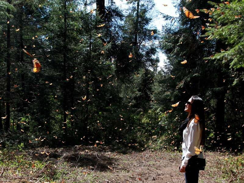 From Mexico City: 7-Day Monarch Butterfly Tour - The Anthropology Museum of Mexico and the road to Valle de Bravo