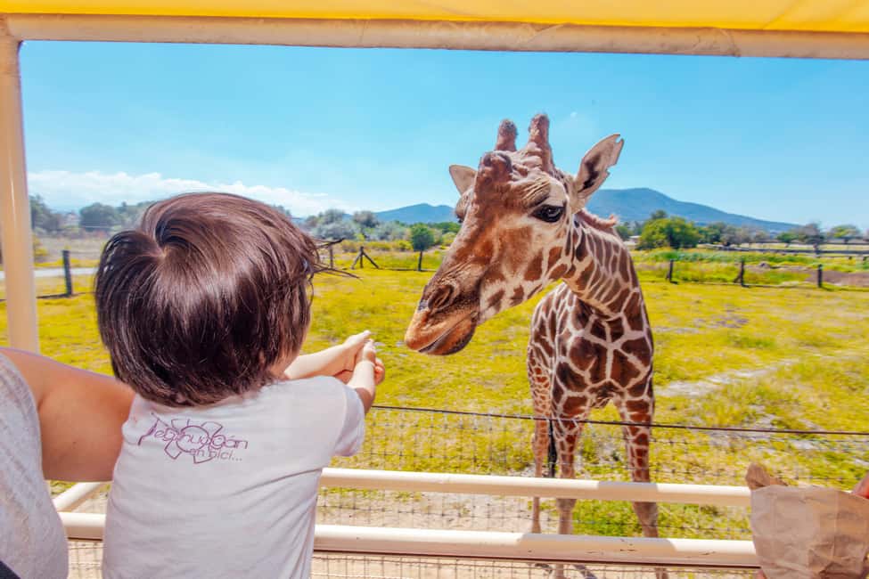 From Mexico City: Teotihuacan Tour & Reino Animal For Kids - How the day flows: Mexico City to Teotihuacan, then Reino Animal