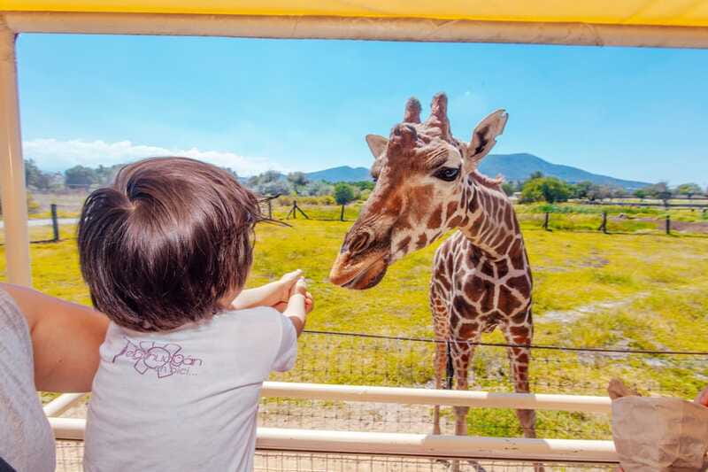 From Mexico City: Teotihuacan Tour & Reino Animal For Kids - The practical stuff: logistics you should plan around