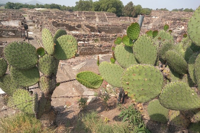 Guided Walking Tour to the Archaeological Zone of Teotihuacán - Road of the Dead to Palaces: Moving From Monuments to Meaning