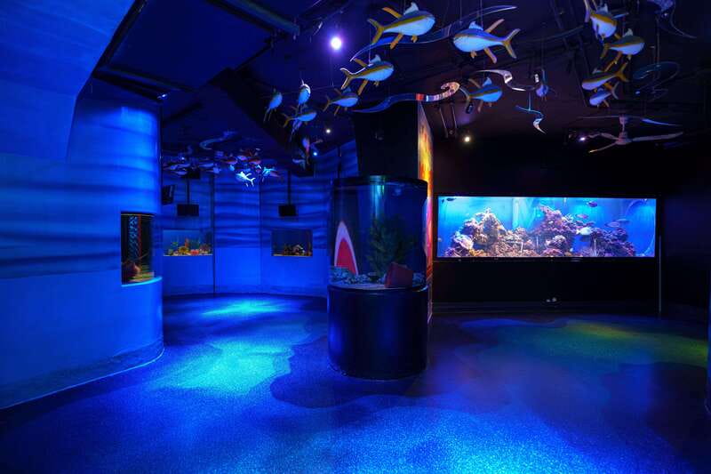 Inbursa Aquarium Entry Ticket with VR Option - The VR Experience Option: Sharks and Rays Without Getting Wet