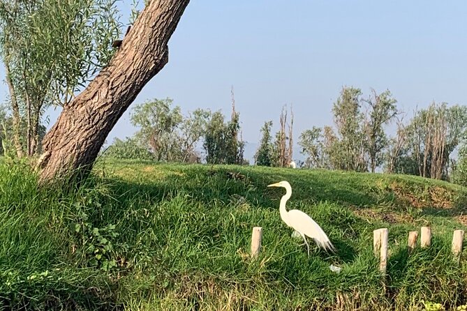 Kayak tour in Xochimilco - What’s Included: Gear, Safety, and the Stuff That Saves You Time