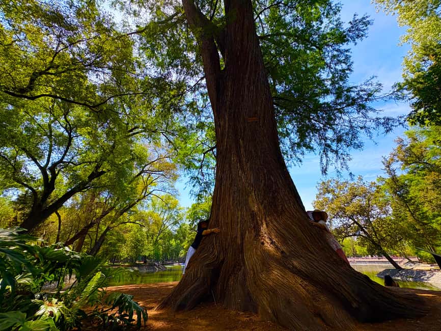 Mexico City: Chapultepec Castle and Forest Guided Tour - Price and timing: is $84 worth it?