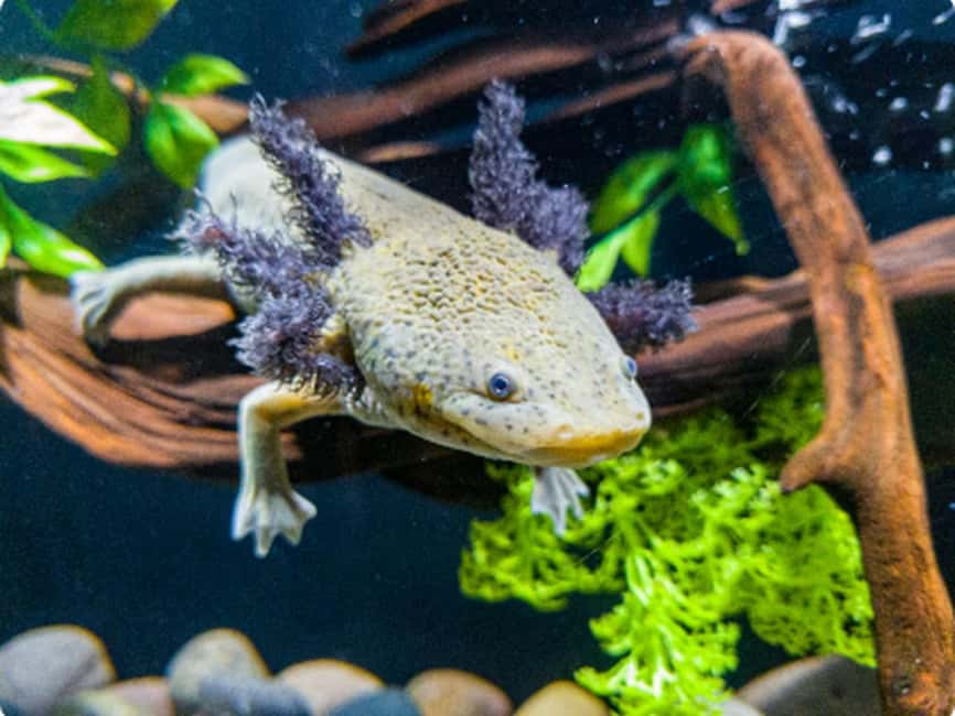 Mexico City: Entry Ticket to Acuario Michin - Key Things I’d Prioritize at Acuario Michin