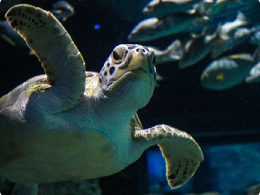 Mexico City: Entry Ticket to Acuario Michin - Parque Tepeyac First: Getting Oriented Fast