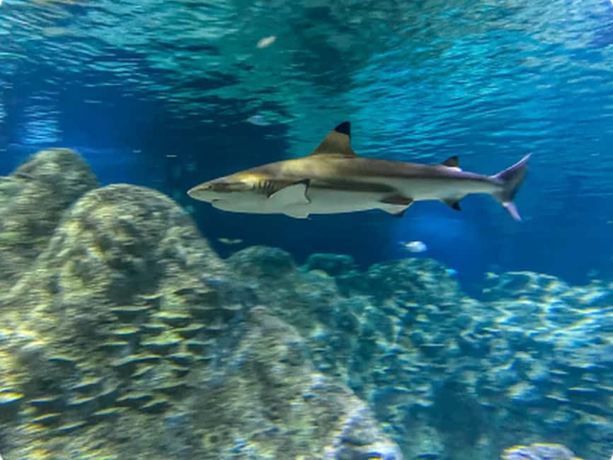 Mexico City: Entry Ticket to Acuario Michin - Ticket Value: What $22 Buys You for a Full Day