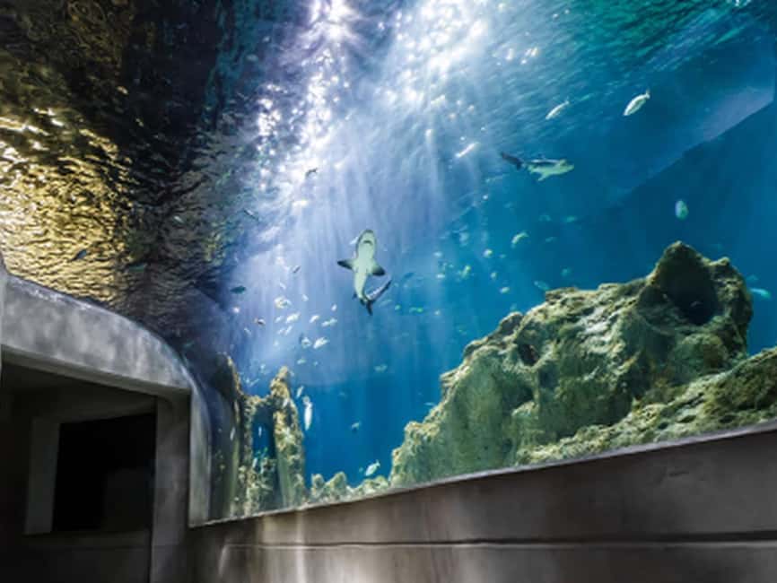 Mexico City: Entry Ticket to Acuario Michin - Aquatic Life With a Purpose: What the Exhibits Actually Teach
