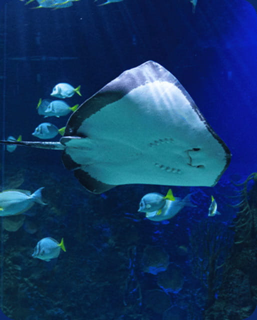 Mexico City: Fast Pass Ticket to Acuarium Inbursa - Rays, Tropical Fish, and the Tank-to-Tank Flow