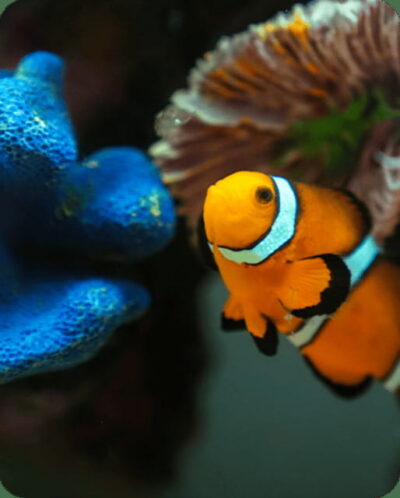 Mexico City: Fast Pass Ticket to Acuarium Inbursa - Penguins and Predators: Your Best First Stops