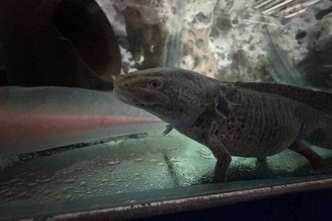 Mexico City Get to know Xochimilco and the axolotl sanctuary - Boat-Time Extras: Tequila, Mezcal, Snacks, and Doll Island Stories