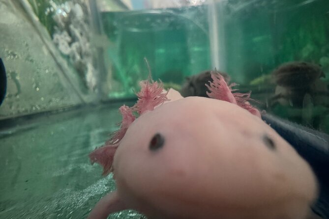 Mexico City Get to know Xochimilco and the axolotl sanctuary - Price and Value: Is $110.45 Worth It for 2 Hours?