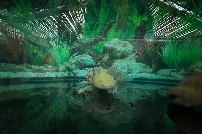 Mexico City Get to know Xochimilco and the axolotl sanctuary - Should You Book This Xochimilco + Axolotl Sanctuary Tour?