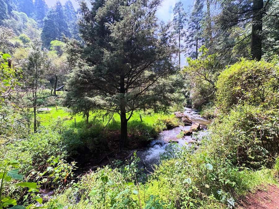 Mexico City: Guided Hike in the Dinamos Forest - Key highlights at a glance