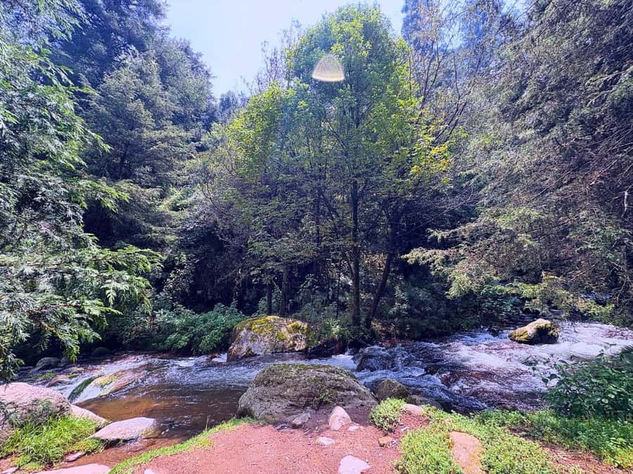 Mexico City: Guided Hike in the Dinamos Forest - Dinamos Forest near CDMX: what you’re really hiking into