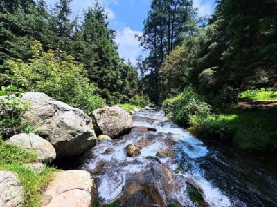 Mexico City: Guided Hike in the Dinamos Forest - Morning start in Condesa: easy meeting point, early fresh air