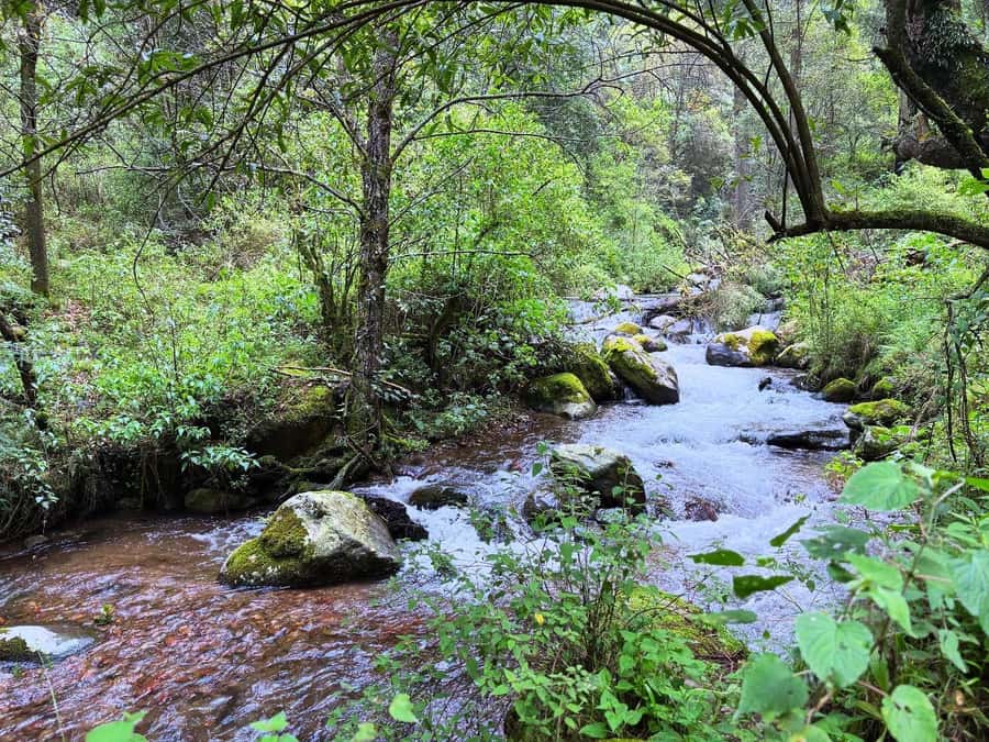 Mexico City: Guided Hike in the Dinamos Forest - Old dynamos ruins and water-powered electricity in the early 1900s
