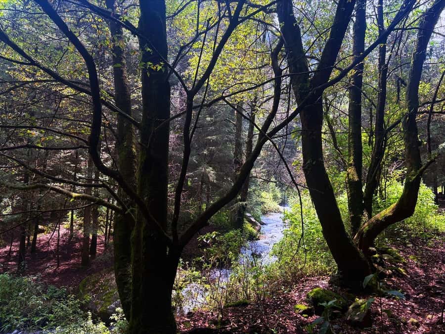 Mexico City: Guided Hike in the Dinamos Forest - Price and value: is $105 for this Dinamos Forest hike fair?