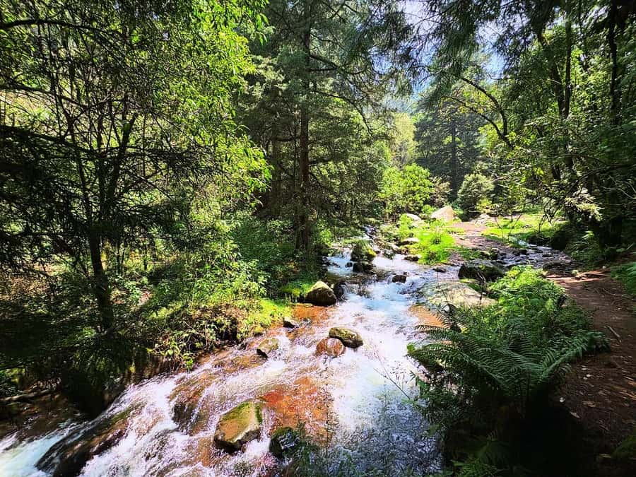 Mexico City: Guided Hike in the Dinamos Forest - Should you book the Dinamos Forest guided hike?