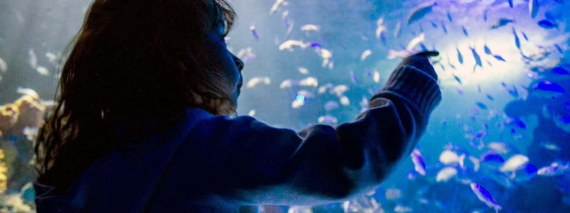 Mexico City: Inbursa Aquarium optional Round trip transfer - Why Inbursa Aquarium in Mexico City feels different