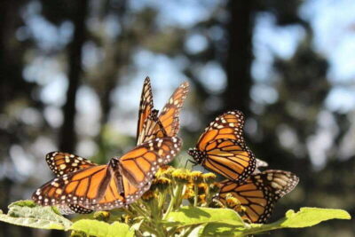 Mexico City: Monarch Butterflies, Sierra Chincua & Angangueo - The long road from Mexico City, and why the pickup point matters
