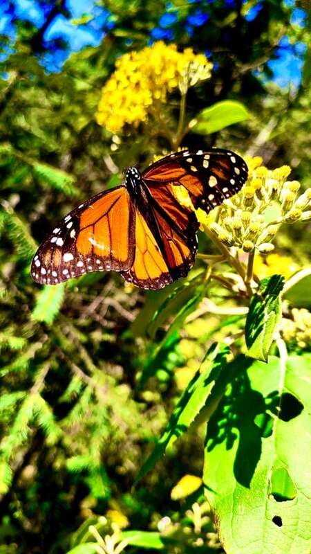 Mexico City: Monarch Butterfly Sanctuary Day Tour - Long-day logistics: getting from CDMX to Sierra Chincua