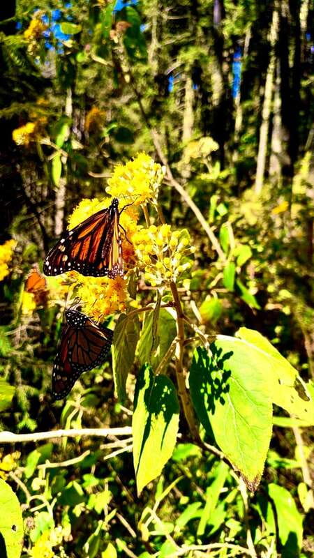 Mexico City: Monarch Butterfly Sanctuary Day Tour - Pickup at Angel of Independence or Fuente de Cibeles: start strong