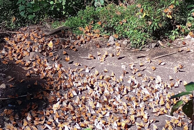 Monarch Butterflies El Rosario Preserve from Mexico City - Key highlights to know before you go